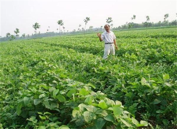 麦茬大豆种植技术(麦茬大豆什么时候播种最好)