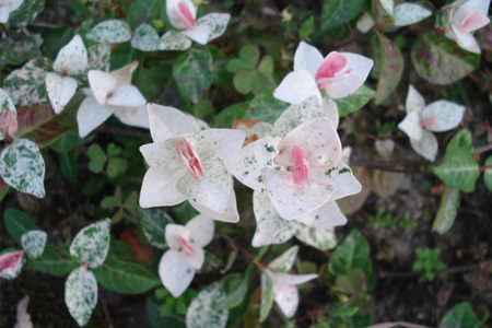 五彩络石花期(百合花的花期有多长)