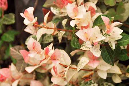 五彩络石花期(百合花的花期有多长)