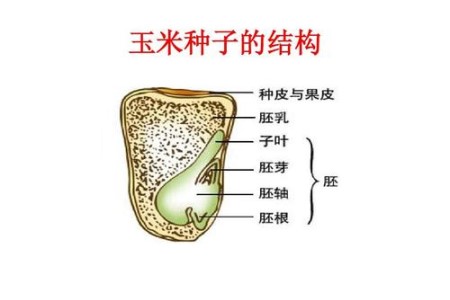 玉米种子的结构(玉米种子的结构为)