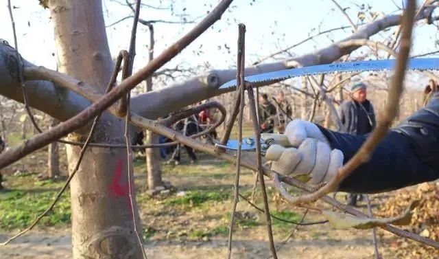 苹果树老果园枝轴（组）精细化修剪图解