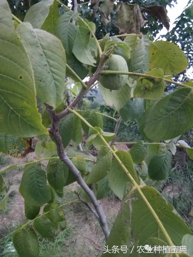 核桃小吉丁虫为害症状及防治(核桃树小吉丁虫图片)