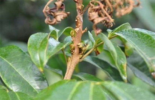 荔枝花芽分化条件(黄金妞花芽分化的条件)