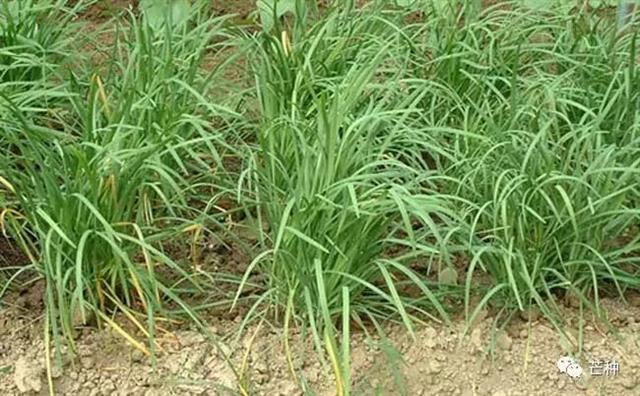 韭菜种植技术(韭菜种植技术要点)