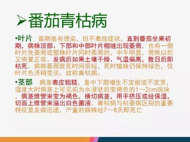 西红柿“十四大”病害症状和解决方案