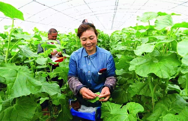 甜瓜人工铺助授粉技术