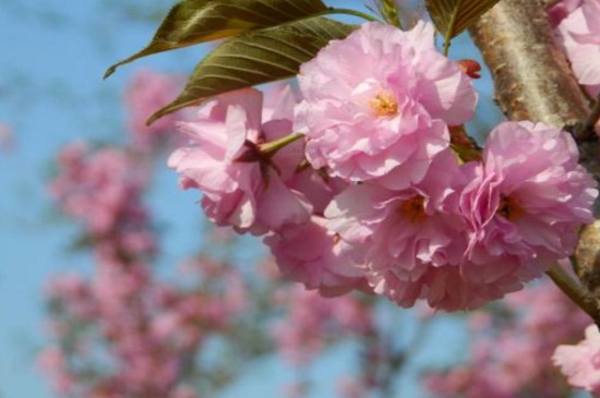 樱花先开花后长叶(樱花是先长叶还是先开花)