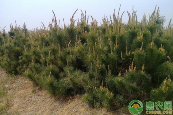 北方地区油松育苗技术及苗期管理(油松种植条件)