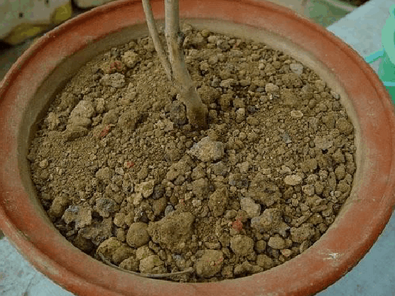 茶花如何上盆(茶花上盆最好方法)