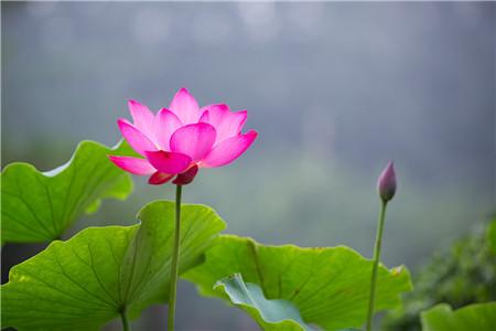 春夏秋冬基本都有花开放吗(春夏秋冬有什么花开了)