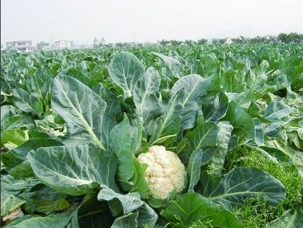 花椰菜秋季栽培技术