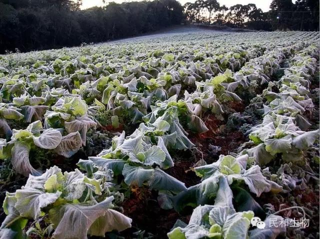 阴雨天气降低温度增加蔬菜产量