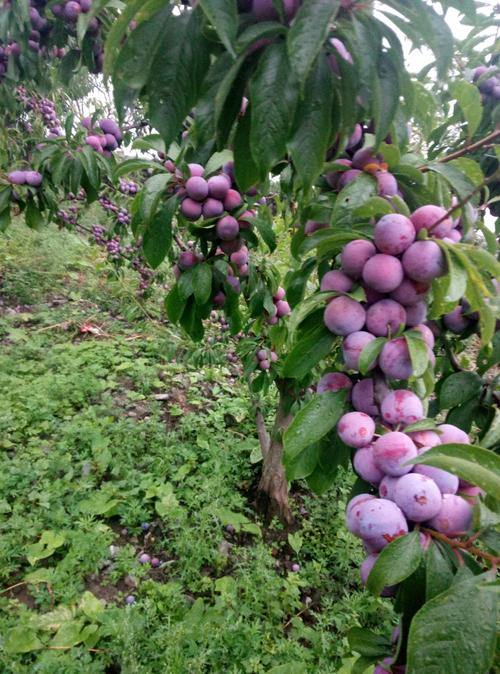 脆红李适宜种植地区(脆红李适合种植地区)