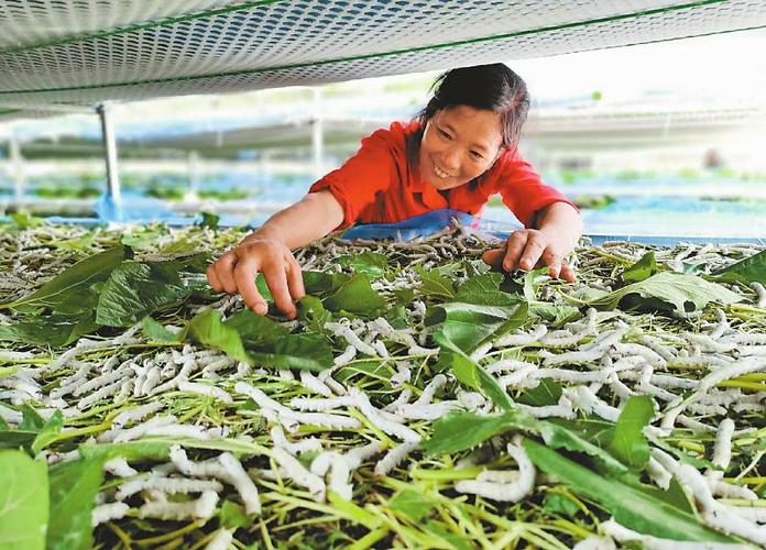 栽桑养蚕专业知识(栽桑养蚕前景如何)