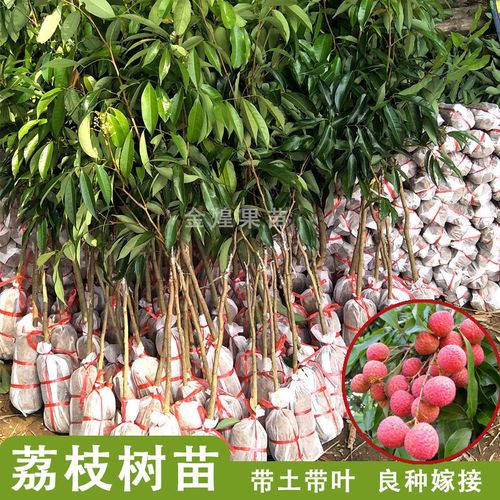 无核荔枝种植技术(无核荔枝哪种最好)