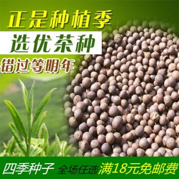 绿茶种子种植技术(绿茶种植技术与管理)