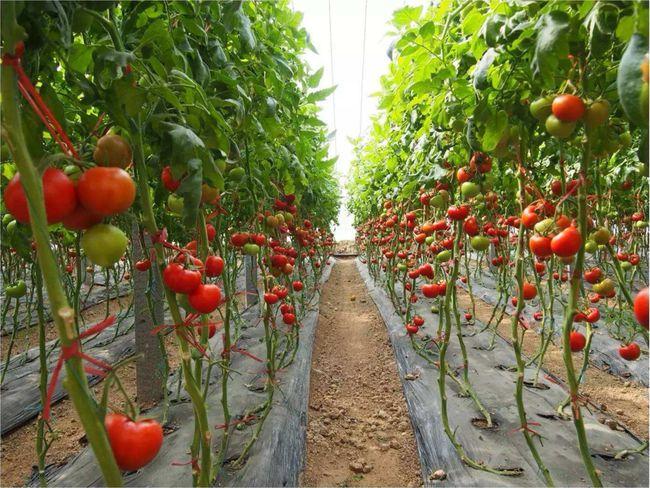 番茄夏季种植技术(番茄夏季对花技巧)