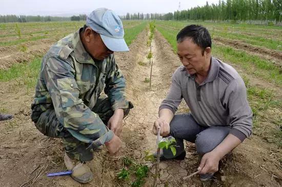 种果树必看的十句忠告(种果树的10个忠告)