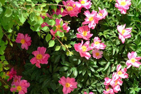 芍药花怎么种植(芍药花根的种植方法)