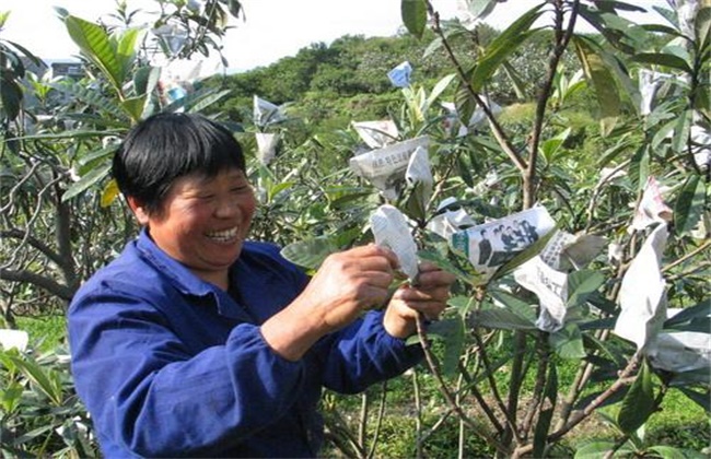 枇杷套袋的原因及办法(枇杷叶去毛的原因是)