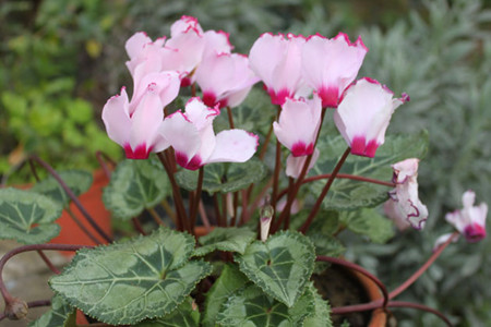 仙客来怎么开花(仙客来开花温度)