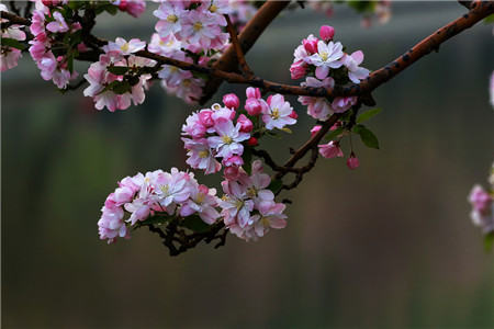 海棠花象征着什么(海棠花)