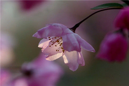 海棠花象征着什么(海棠花)