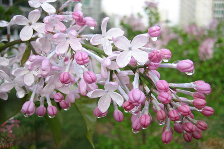 丁香花是啥颜色的(丁香花是谁唱的)