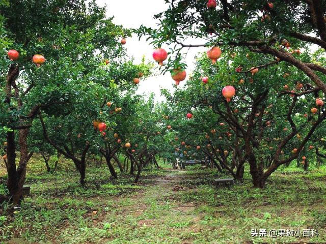 果园补了肥料还缺素，你可能需要从土壤调理下手