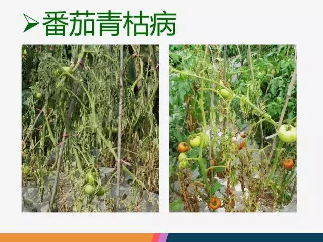 西红柿“十四大”病害症状和解决方案