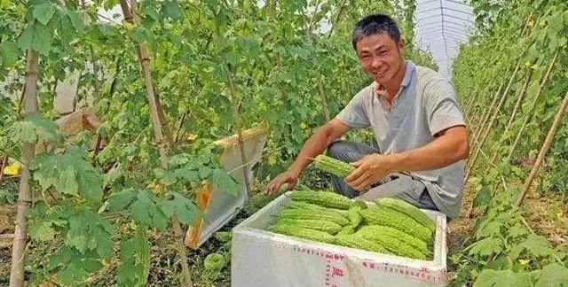 苦瓜种植技术(苦瓜的种植方法和高产技术)