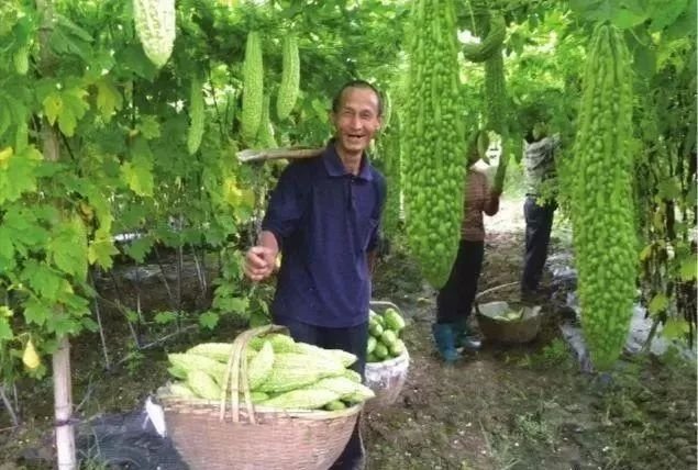 苦瓜种植技术(苦瓜的种植方法和高产技术)