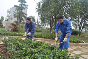 薰衣草的养护知识大全(薰衣草的养护知识)