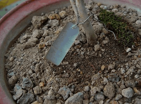 茶花如何上盆(茶花上盆最好方法)