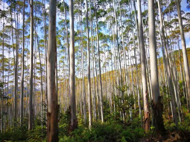 速生桉树几年可以砍伐