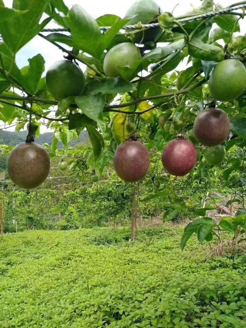 浙江种植百香果怎么过冬