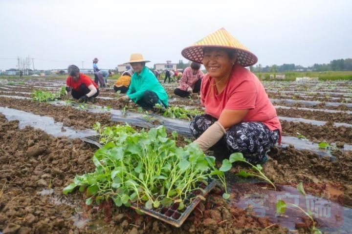 蔬菜不移栽可以吗