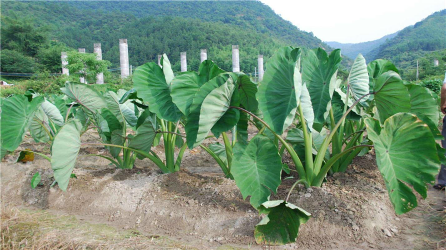 种香芋栽培技术和管理