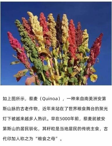 藜麦的生长环境和条件