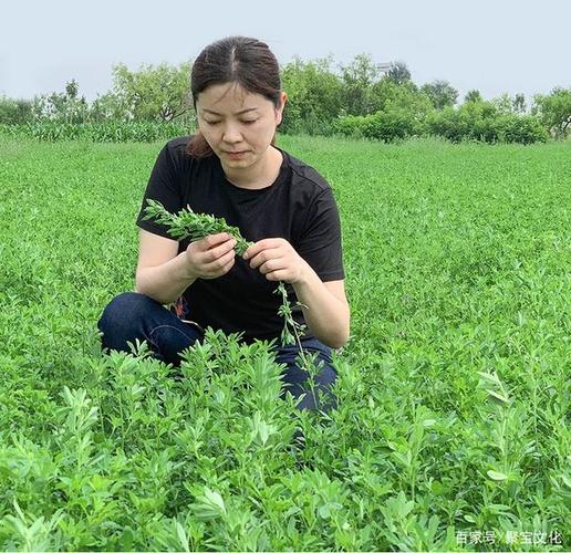 苜蓿种植时间和要点