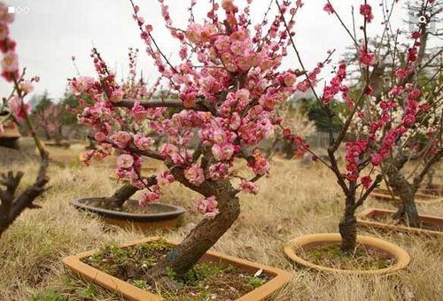 梅花种子怎么种植(梅花种子种植方法视频)