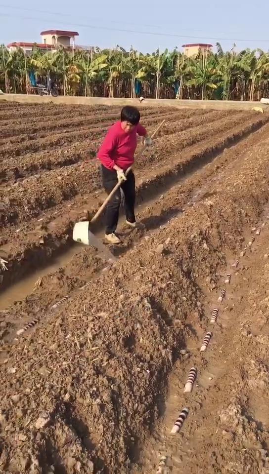 种植甘蔗注意事项