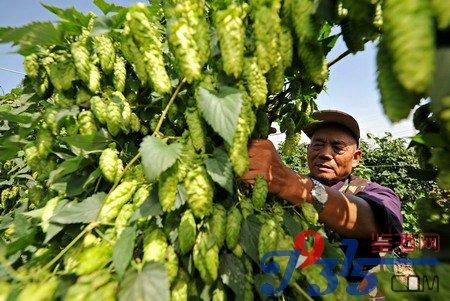 啤酒花如何种植