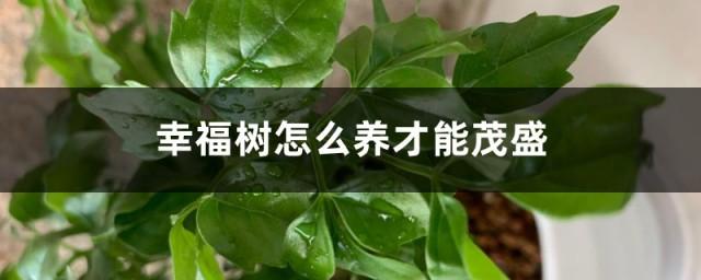 幸福树的浇水方法和注意事项