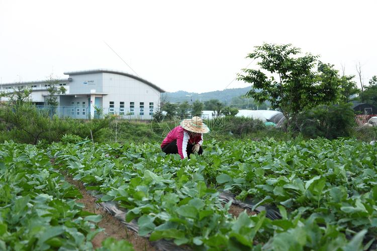 蔬菜种植与田间操作方案