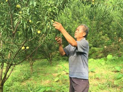 蜂糖李春季种植管理技术