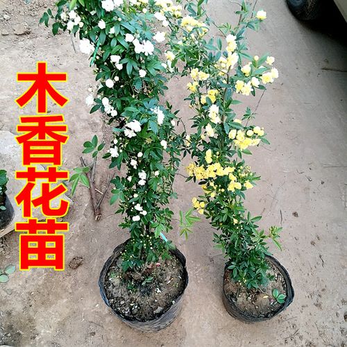 盆栽白木香(白木香是沉香吗)