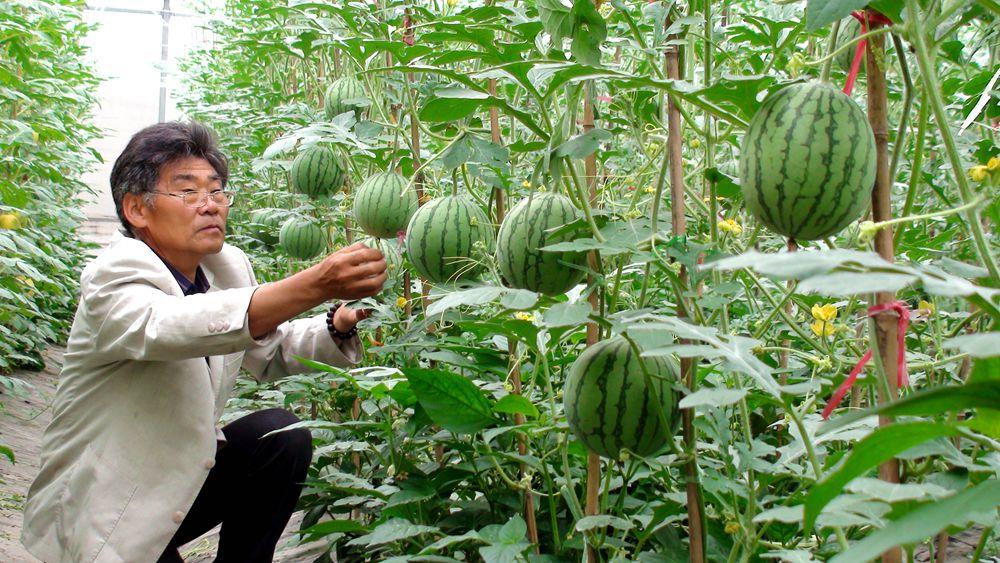 大棚种植金西瓜技术(如何种植大棚西瓜技术)