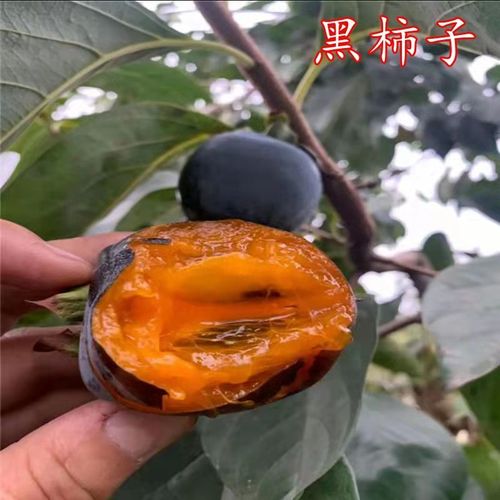 澳洲黑柿种植技术(澳洲手指柠檬种植技术)