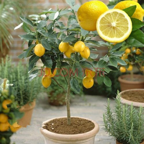 柠檬树 种植